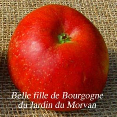 Pommier 'Belle Fille de Bourgogne'