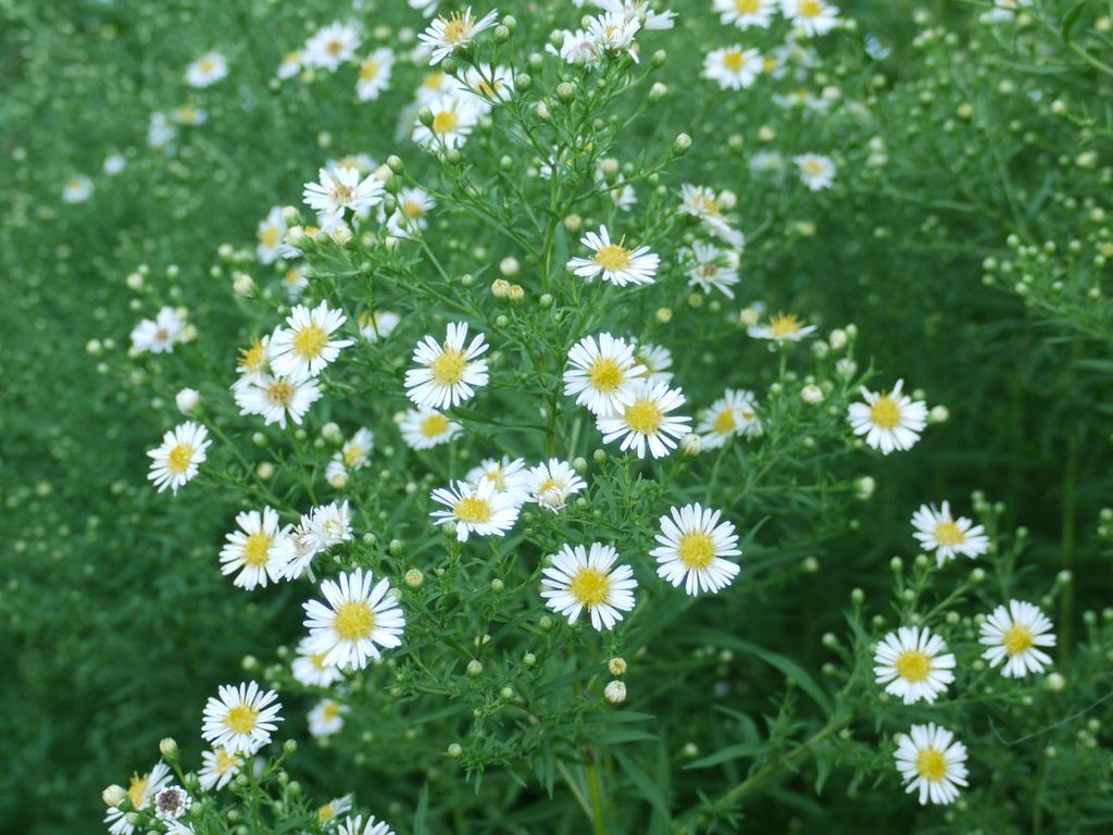 ASTER &lsquo;MONTE CASSINO&rsquo; une plante vivace du Jardin du morvan, la