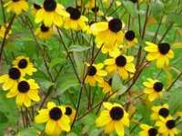 RUDBECKIA TRILOBA