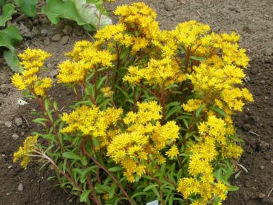 SEDUM AIZOON EUPHORBIOIDES 'MAXIMUM'