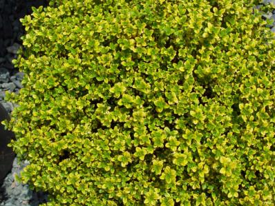 THYMUS CITRIODORUS 'BERTRAM ANDERSON'