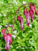 DICENTRA EXIMIA