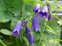 CAMPANULA 'SARASTRO'