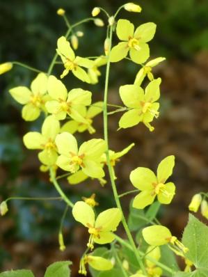 EPIMEDIUM PERRALCHICUM 'FROHNLEITEN'