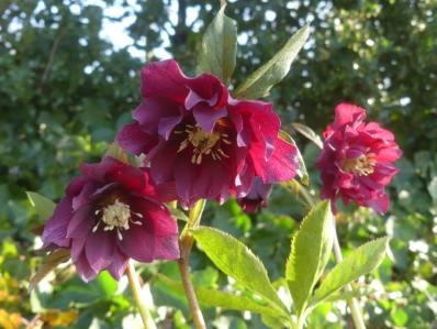 HELLEBORUS ORIENTALIS ‘DOUBLE HELEN RED’