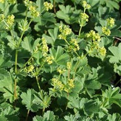 ALCHEMILLA ERYTHROPODA