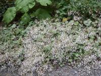 SAXIFRAGA STOLONIFERA CUSCUTIFORMIS