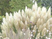 CALAMAGROSTIS BRACHYTRICHA
