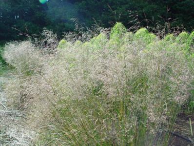 DESCHAMPSIA CAESPITOSA 'TAUTRAGER'