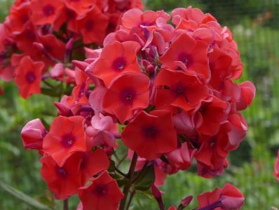 PHLOX PANICULTA 'ORANGE PERFECTION'