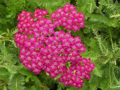 ACHILLEA 'VELOURS'