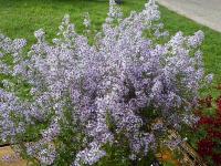 ASTER CORDIFOLIUS 'IDEAL'