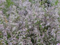 ASTER CORDIFOLIUS 'IDEAL'