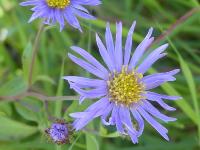 ASTER X FRIKARTII 'WUNDER VON STAFA'