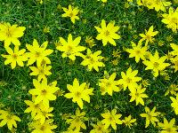 COREOPSIS VERTICILLATA 'ZAGREB'