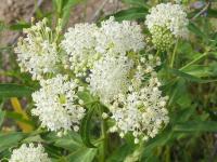 ASCLEPIAS INCARNATA 'ICE BALLET'