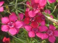 DIANTHUS DELTODES 'ERECTUS'