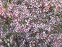 ASTER LATERIFLORUS HORIZONTALIS 'LADY IN BLACK'