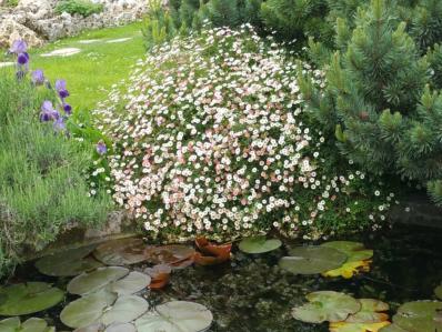 ERIGERON KARVINSKIANUS