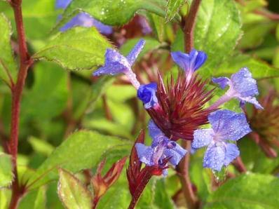 CERATOSTIGMA WILLMOTTIANUM