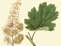 MACLEAYA CORDATA 