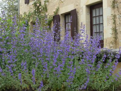 NEPETA 'WALKER'S LOW'