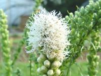 LIATRIS SCARIOSA ‘ALBA’