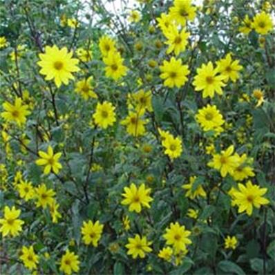 HELIANTHUS MICROCEPHALLUS