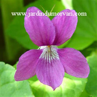 Viola riviviana Rosea' (155)