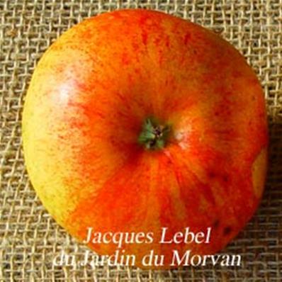 Pommier Jacques Lebel