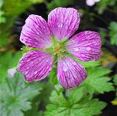 GERANIUM X OXIONANUM 'KONIGSHOF'