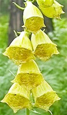 DIGITALIS AMBIGUA