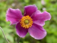 ANEMONE HUPEHENSIS 'PRAECOX'