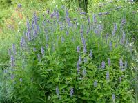 AGASTACHE RUGOSA