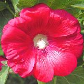 ALCEA ROSEA 'MARS MAGIC'