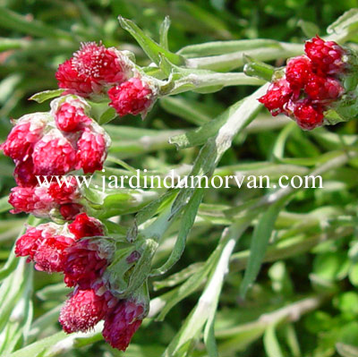ANTENNARIA DIOICA RUBRA'