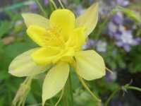 AQUILEGIA CHRYSANTHA 'DENVER GOLD'