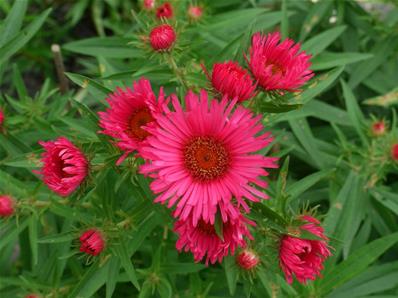 ASTER NOVAE ANGLIAE 'ALMA PÖTSCHKE'