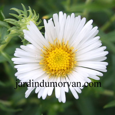 ASTER NOVAE-ANGLIAE HERBSTSCHNEE