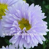 ASTER NOVI-BELGI 'PORZELLAN'