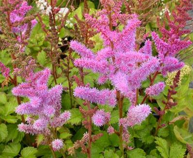 ASTILBE CHINENSIS 'PUMILA'