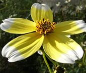 BIDENS HETEROPHYLLA 'HANNAY'S LEMON DROP'
