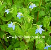 BORAGO LAXIFLORA