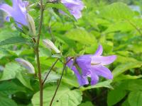 CAMPANULA TRACHELIUM