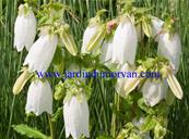 CAMPANULA PUNCTATA 'NANA ALBA'