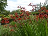 CROCOSMIA x CROCOSMIFLORA