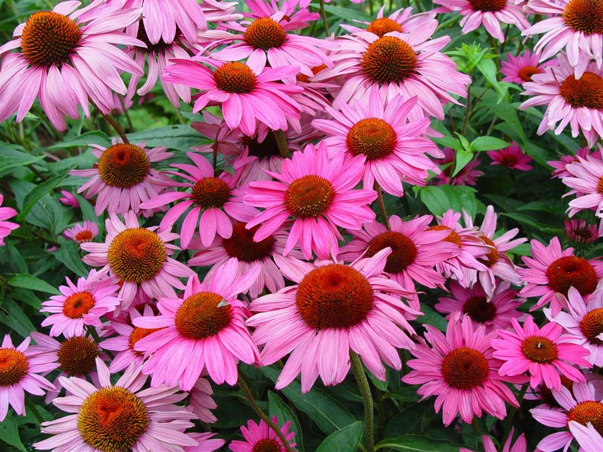 ECHINACEA PURPUREA 'RUBINSTERN' une plante vivace du Jardin du Morvan