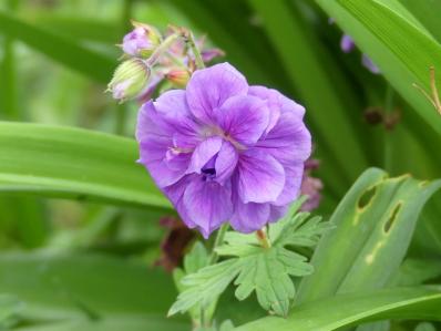 GERANIUM HIMALAYENSE 'PLENUM'