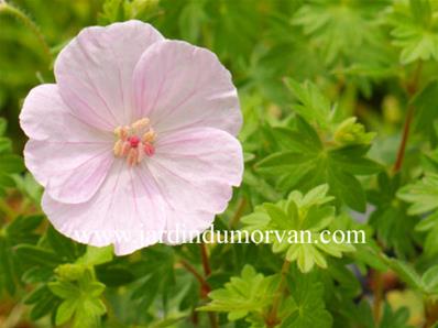 GERANIUM SANGUINEUM 'APFELBLÜTE'