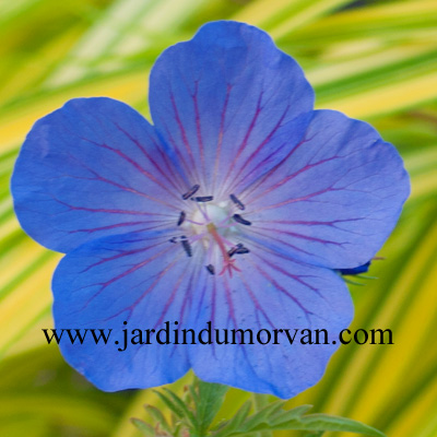 GERANIUM PRATENSE